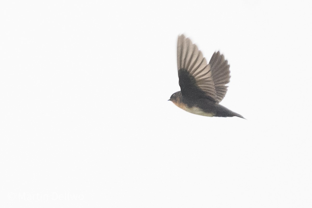 Pale-footed Swallow - ML597920871