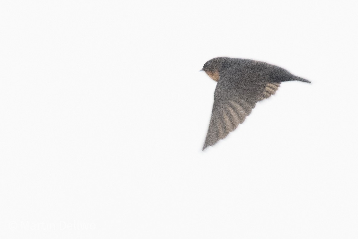 Pale-footed Swallow - ML597920881