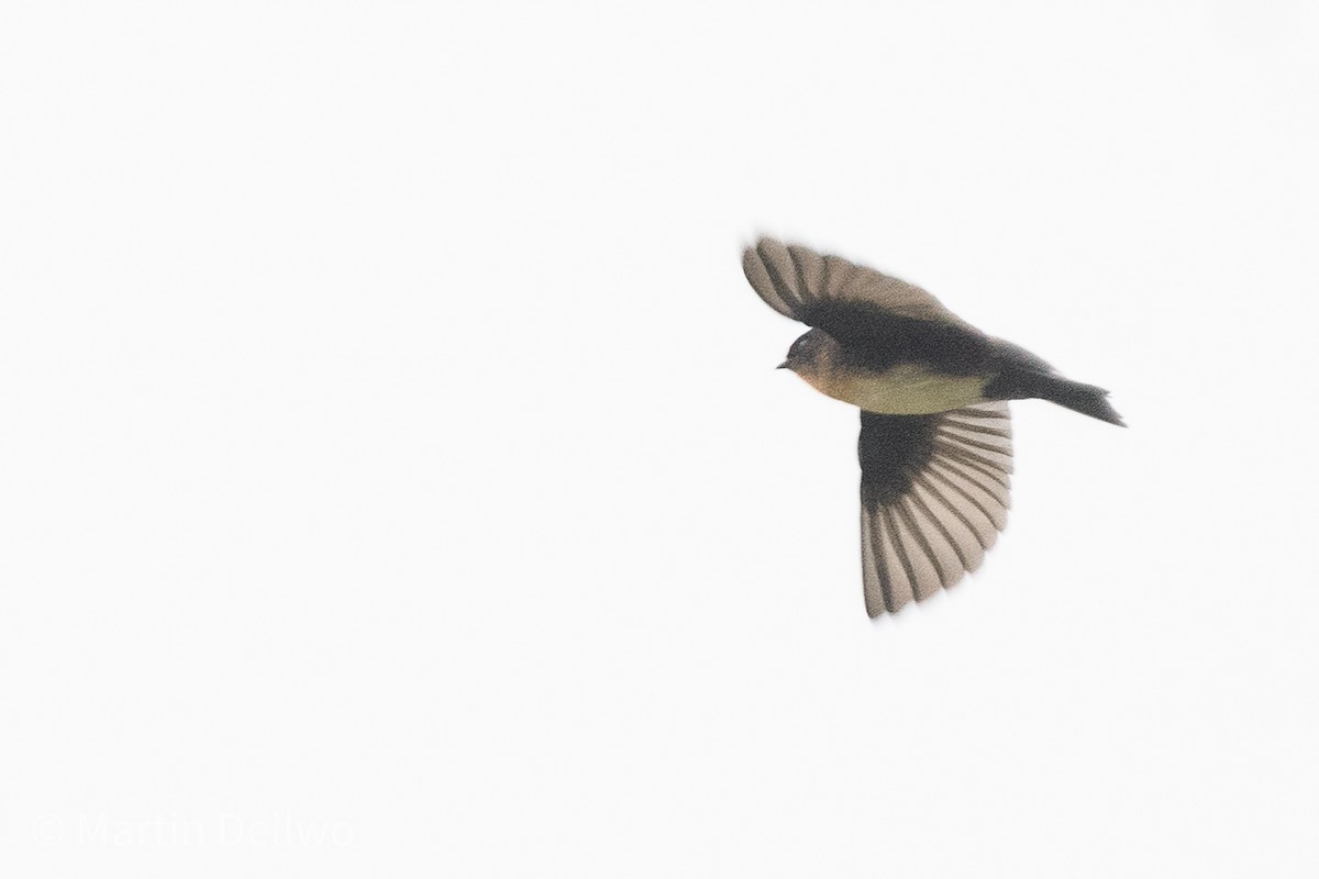 Pale-footed Swallow - ML597920891