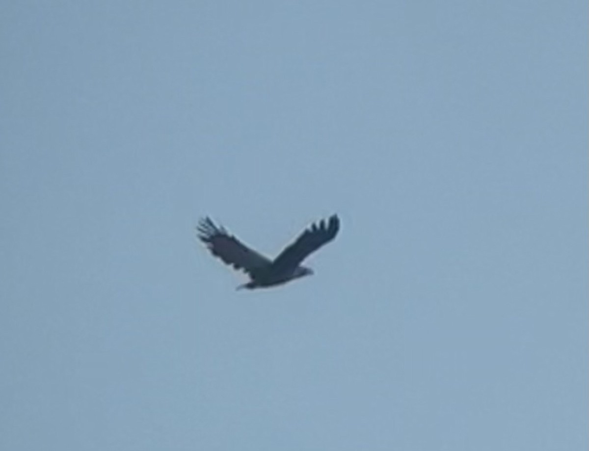 White-tailed Eagle - ML597926811