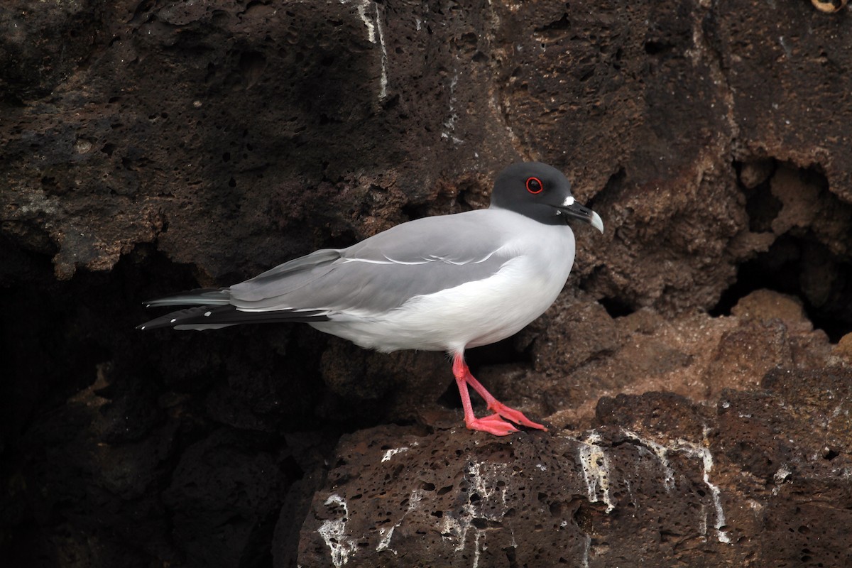 Swallow-tailed Gull - ML597929031