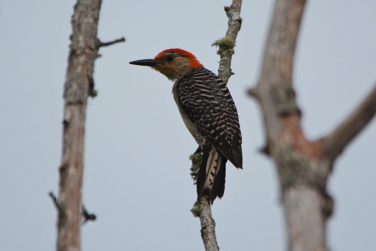 Red-bellied Woodpecker - ML597935271