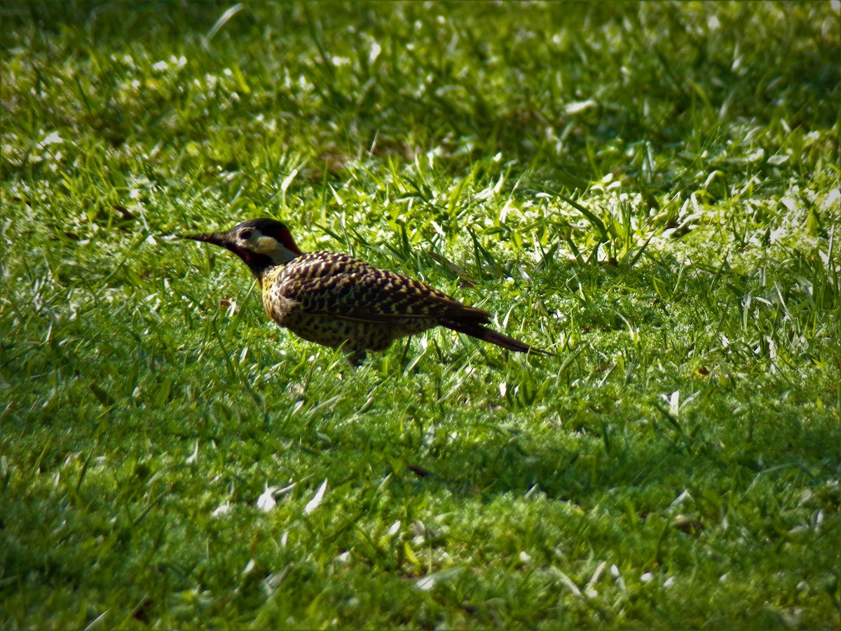 Green-barred Woodpecker - ML597939431