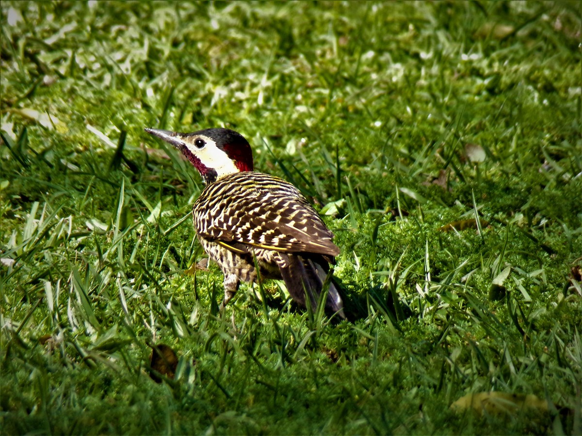 Green-barred Woodpecker - ML597939641