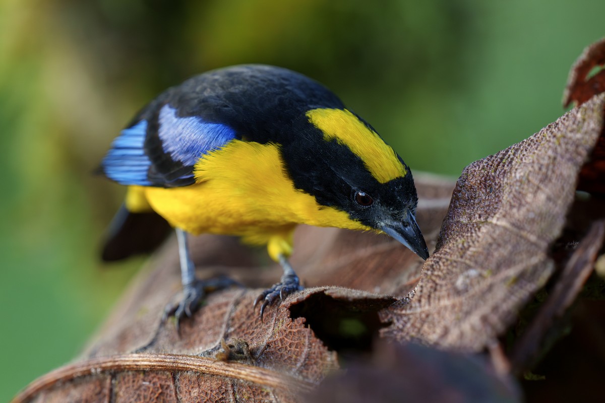 Blue-winged Mountain Tanager - ML597940071