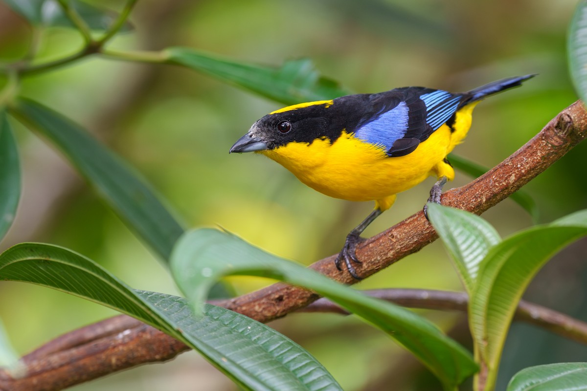 Blue-winged Mountain Tanager - ML597940081