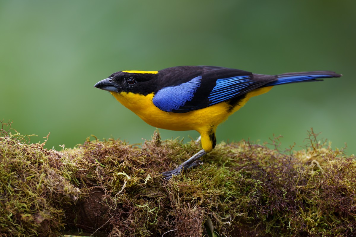 Blue-winged Mountain Tanager - ML597940101