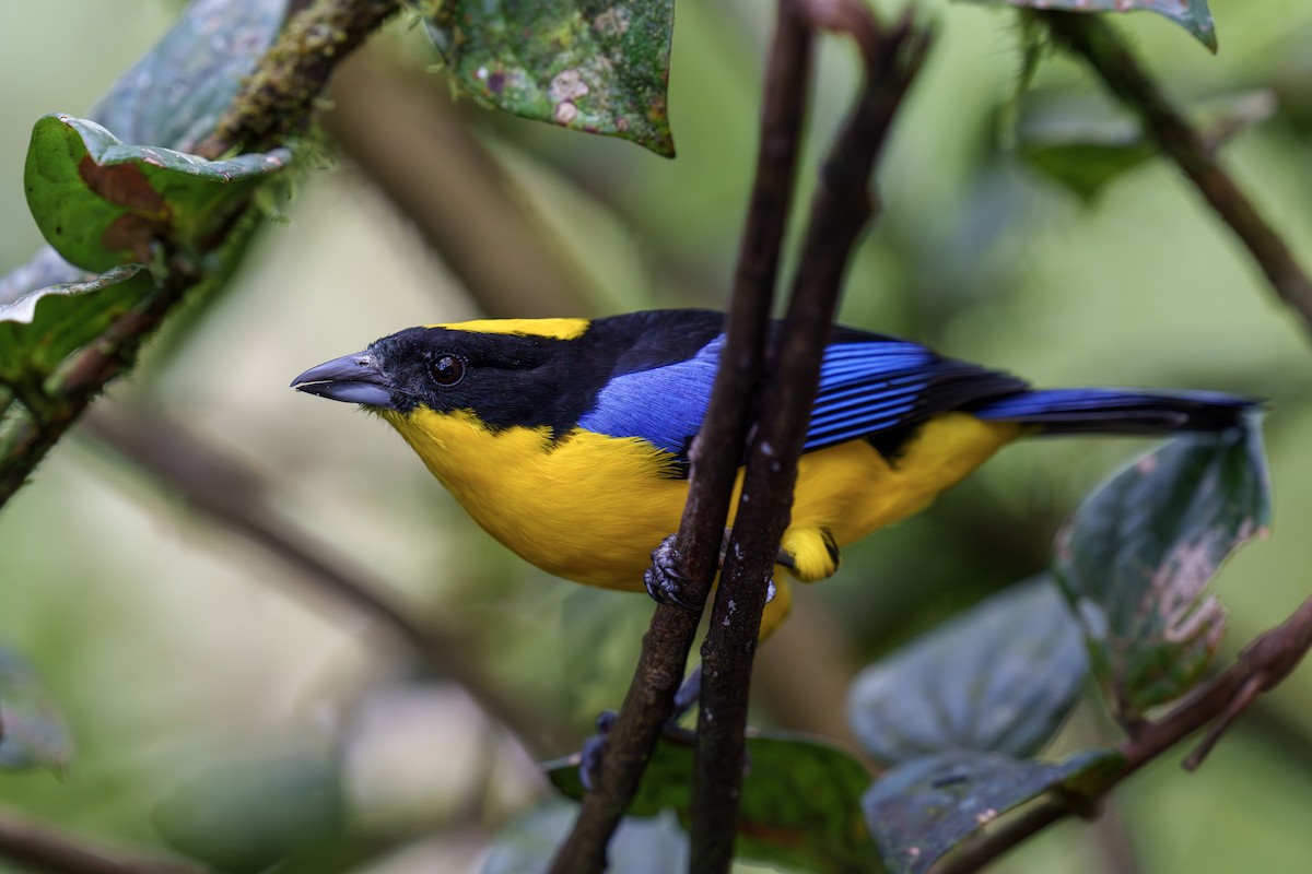 Blue-winged Mountain Tanager - ML597940111