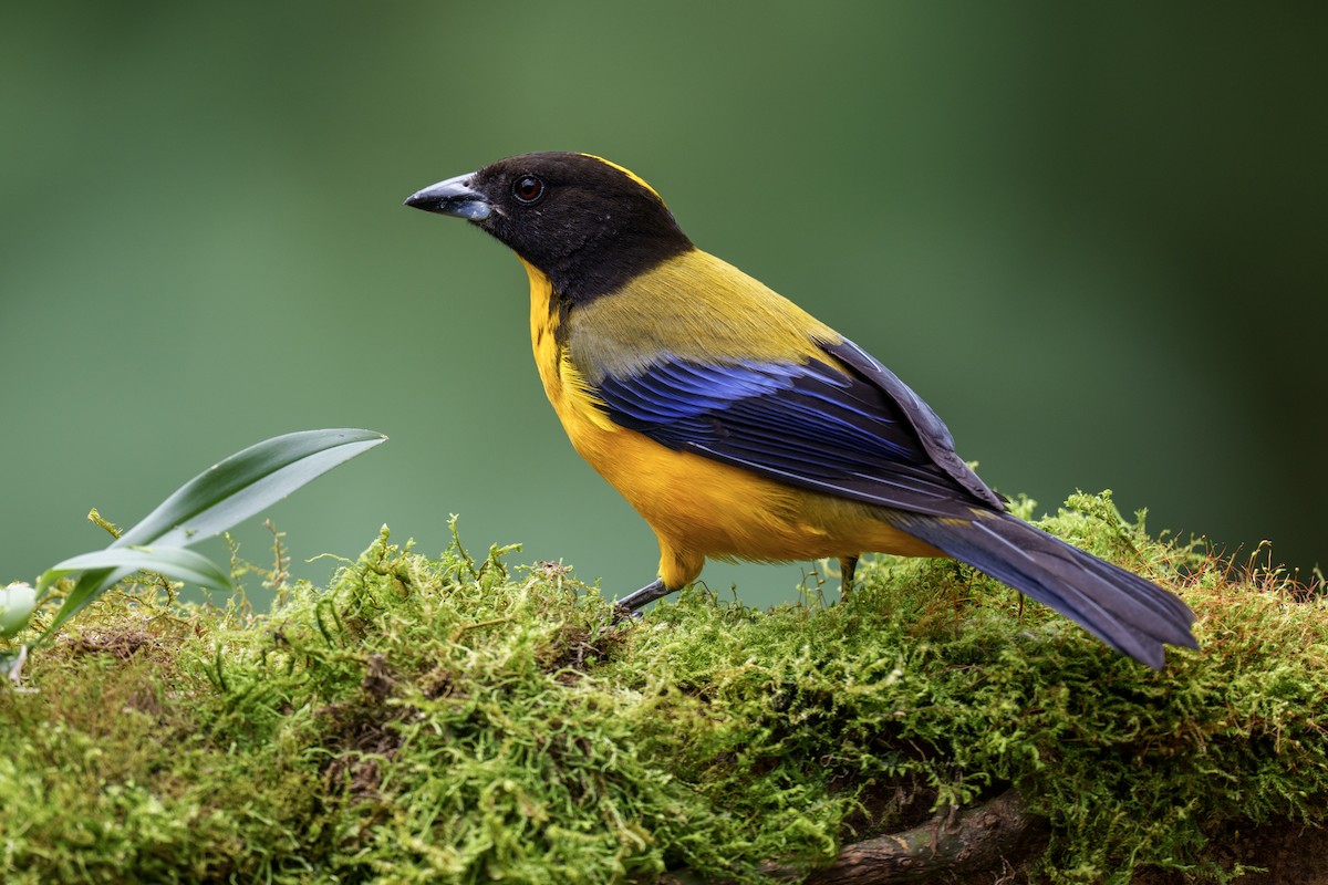 Black-chinned Mountain Tanager - ML597940281