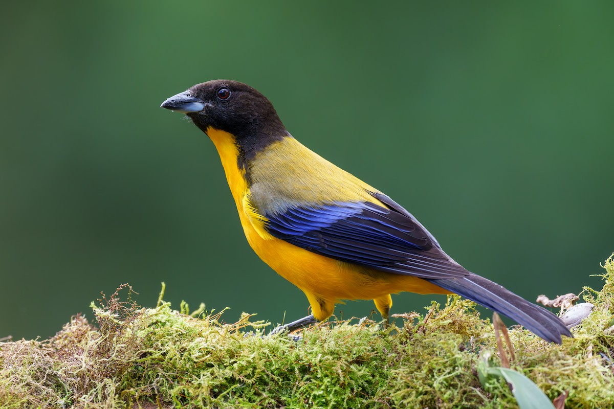 Black-chinned Mountain Tanager - ML597940291