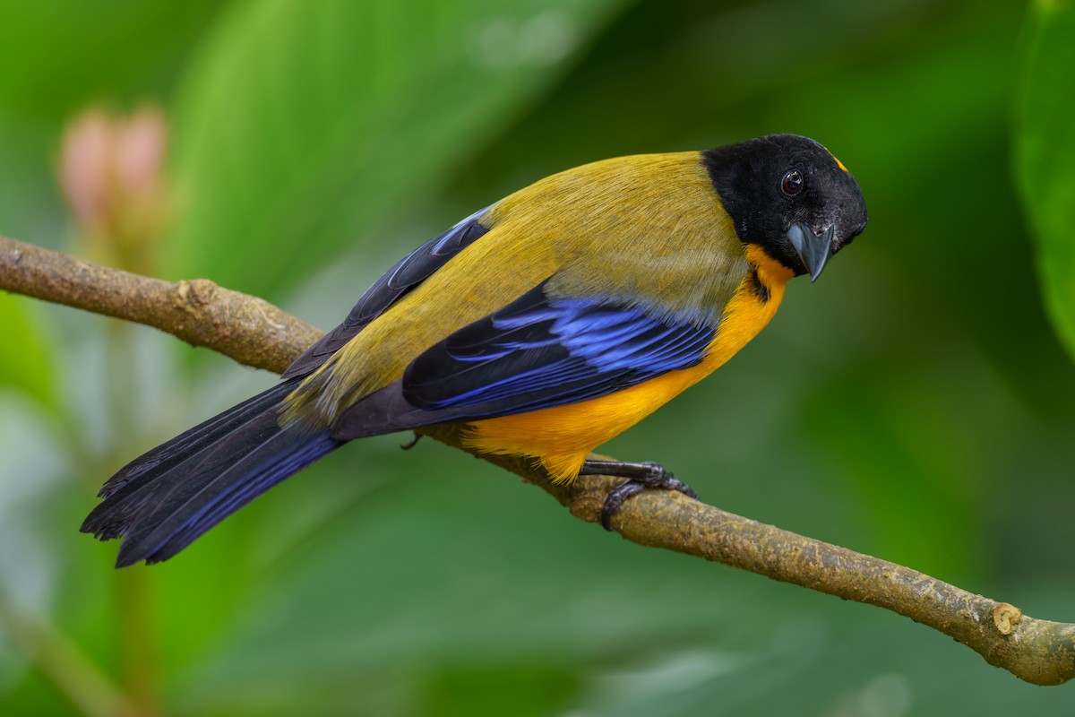 Black-chinned Mountain Tanager - ML597940301