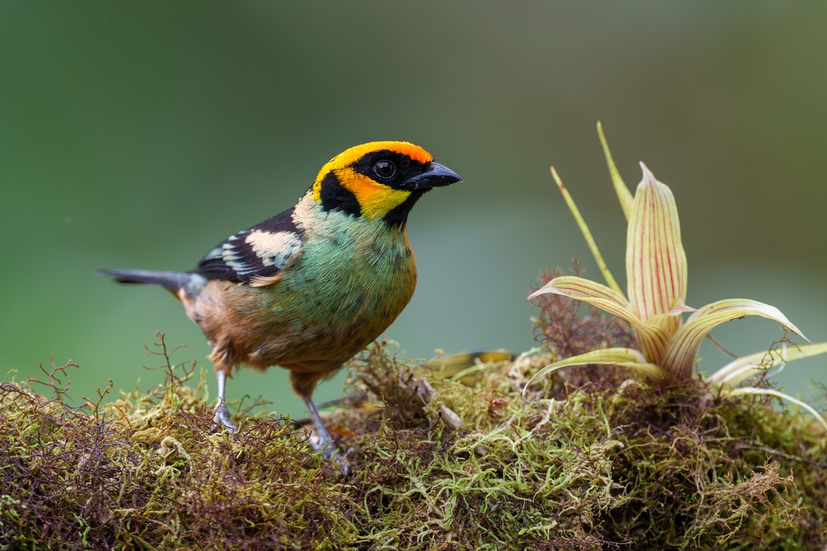 Flame-faced Tanager - ML597940381