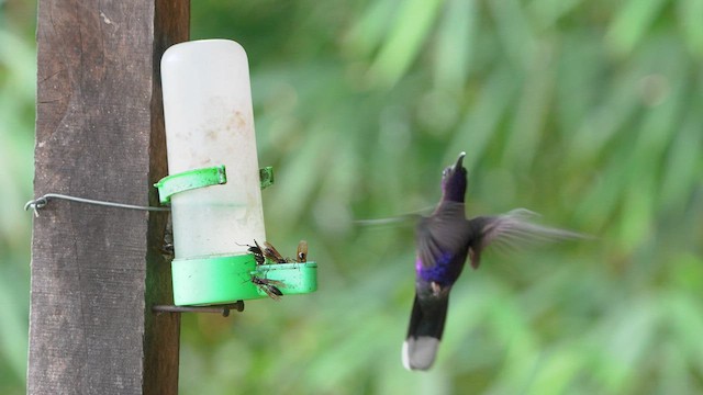 kolibřík fialkový - ML597940881