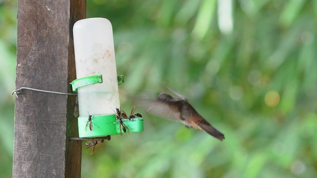 kolibřík fialkový - ML597940901