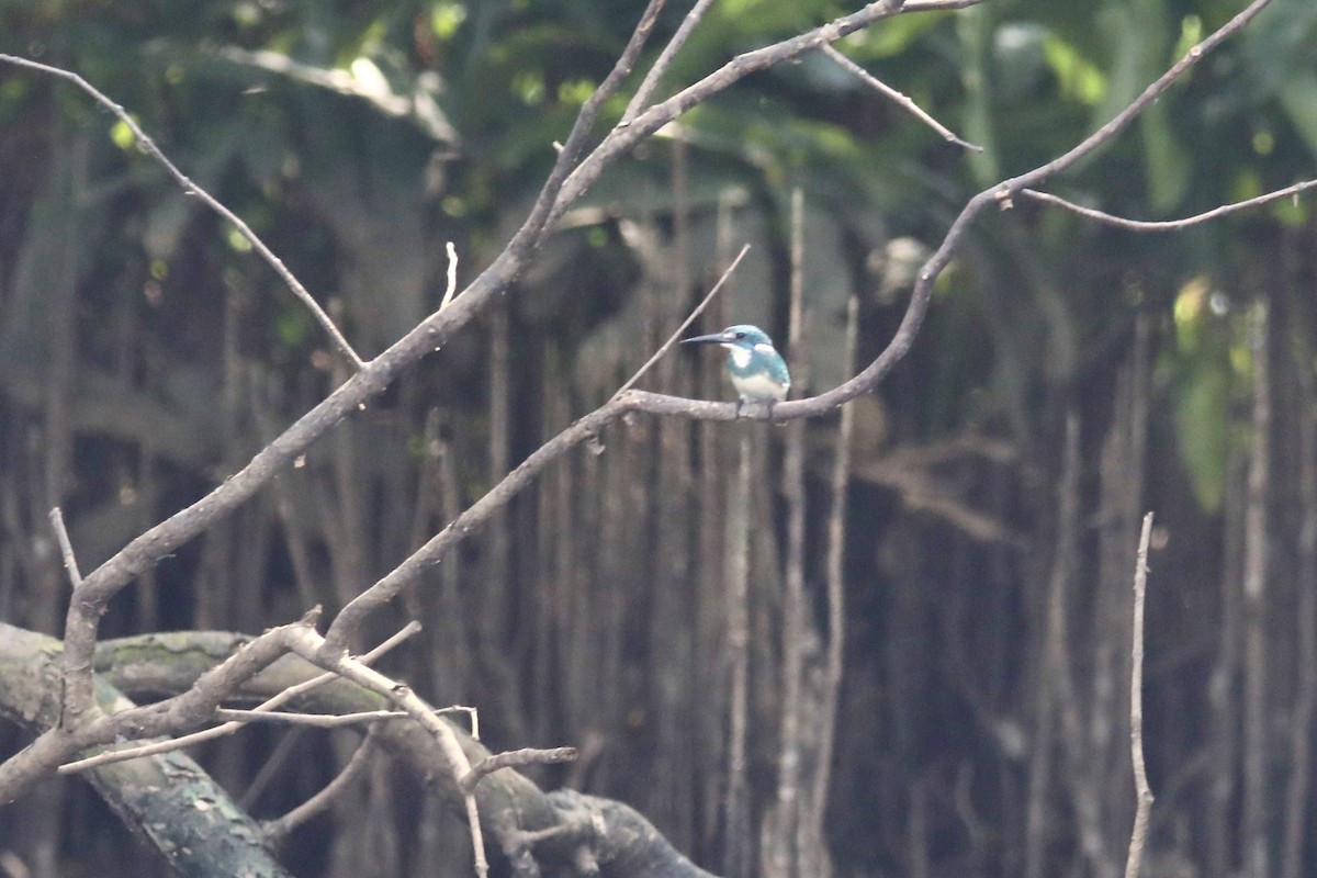 Small Blue Kingfisher - ML597941731