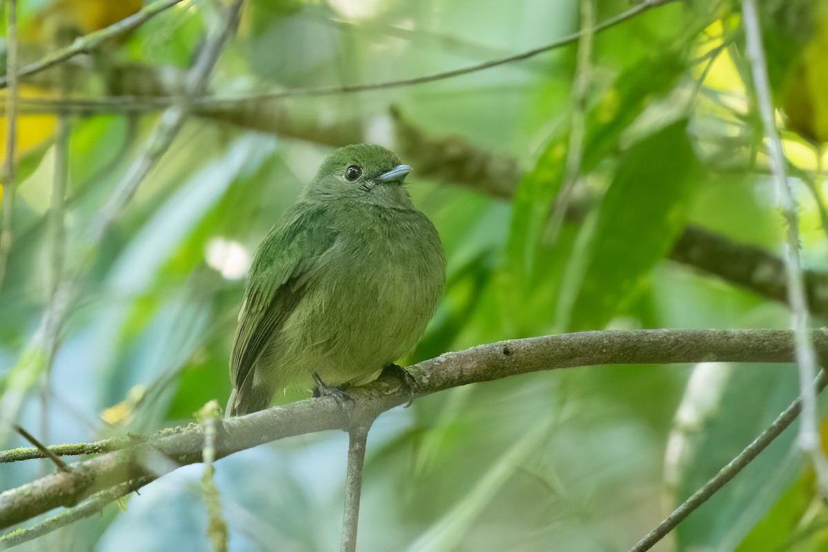 Velvety Manakin - ML597941861