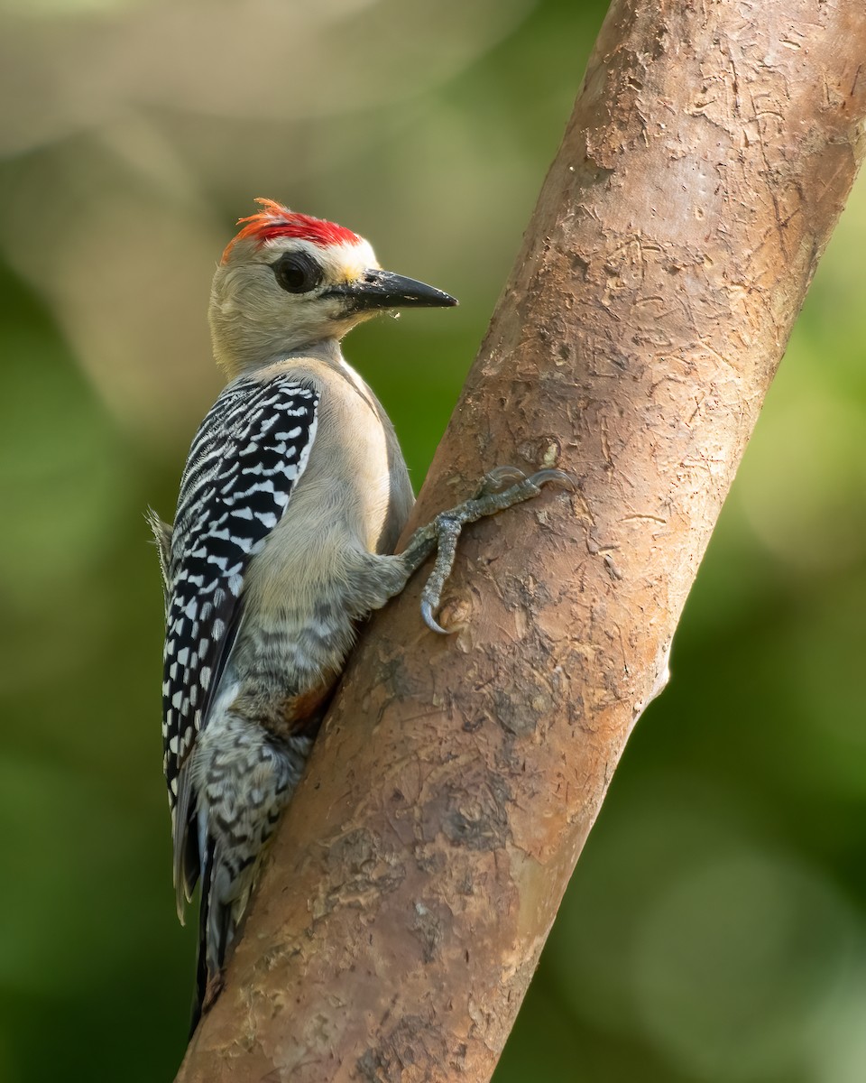 Red-crowned Woodpecker - ML597941881