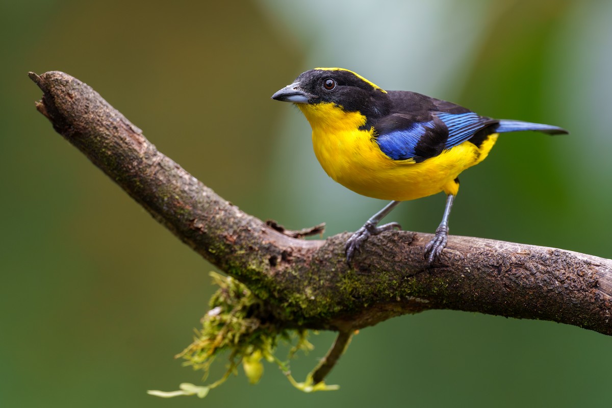 Blue-winged Mountain Tanager - ML597942021