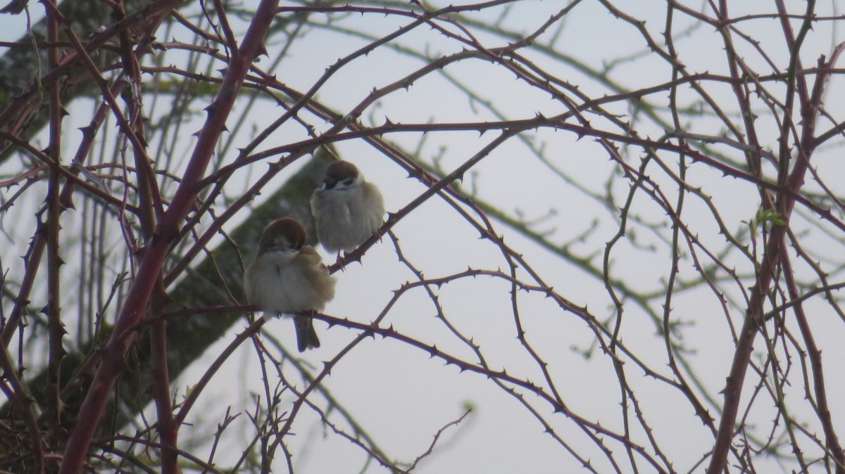 Eurasian Tree Sparrow - ML597942451
