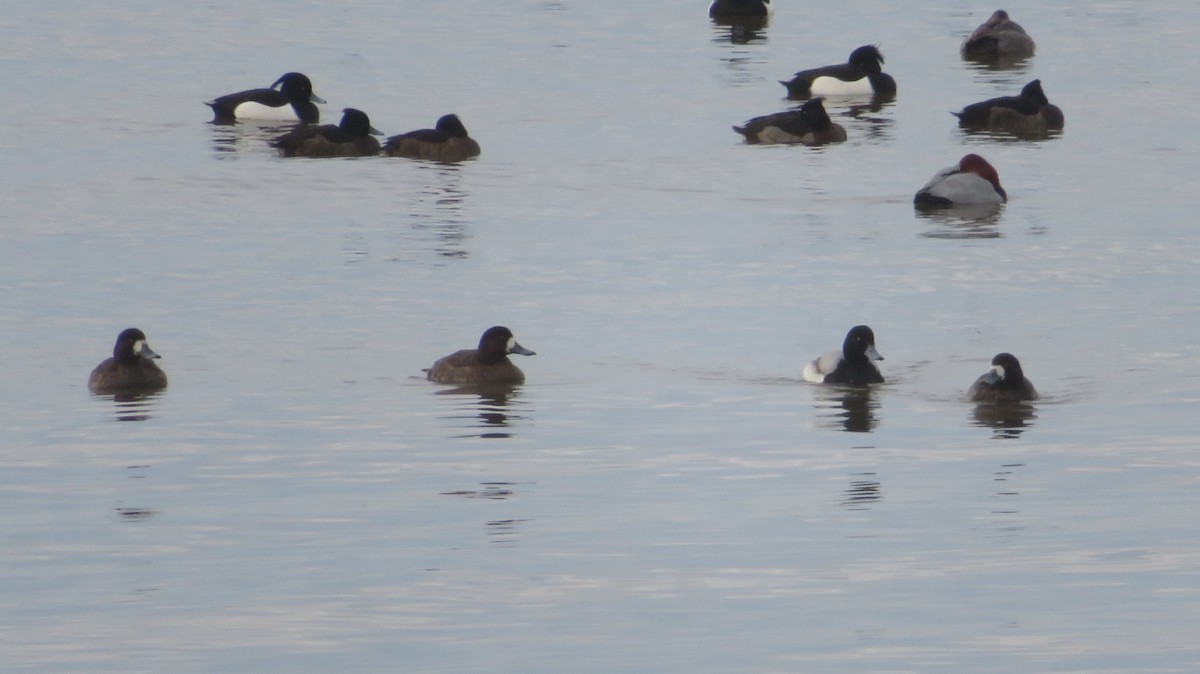 Greater Scaup - ML597943171