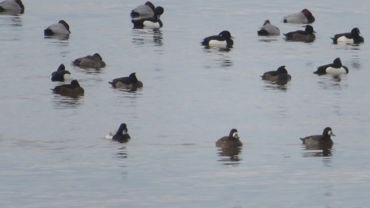 Greater Scaup - ML597943181