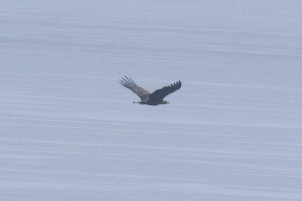 White-tailed Eagle - ML597945191