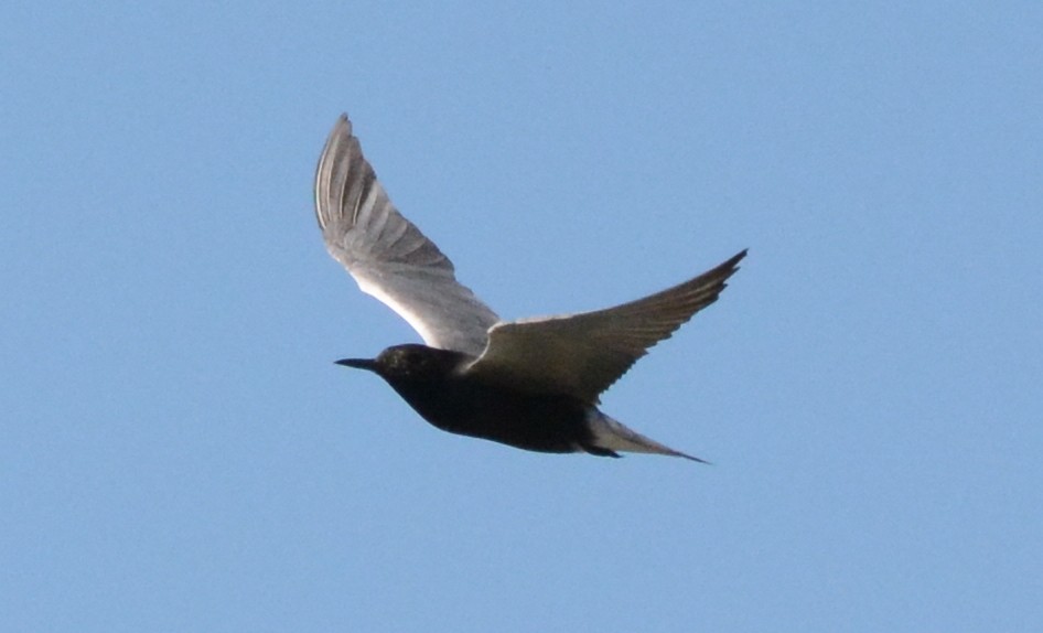 Black Tern - ML59794541