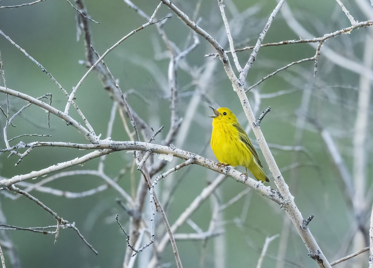 Yellow Warbler - Susan Berthelot