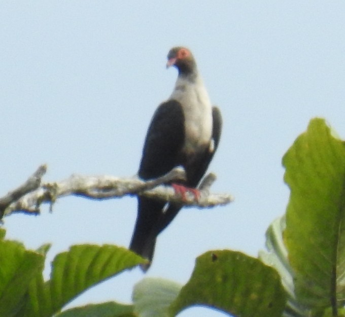 Papuan Mountain-Pigeon - ML597947151
