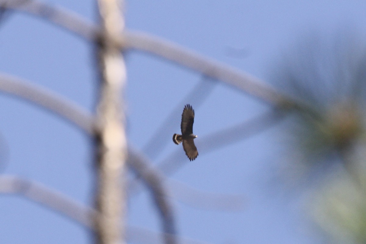 Zone-tailed Hawk - ML597947631
