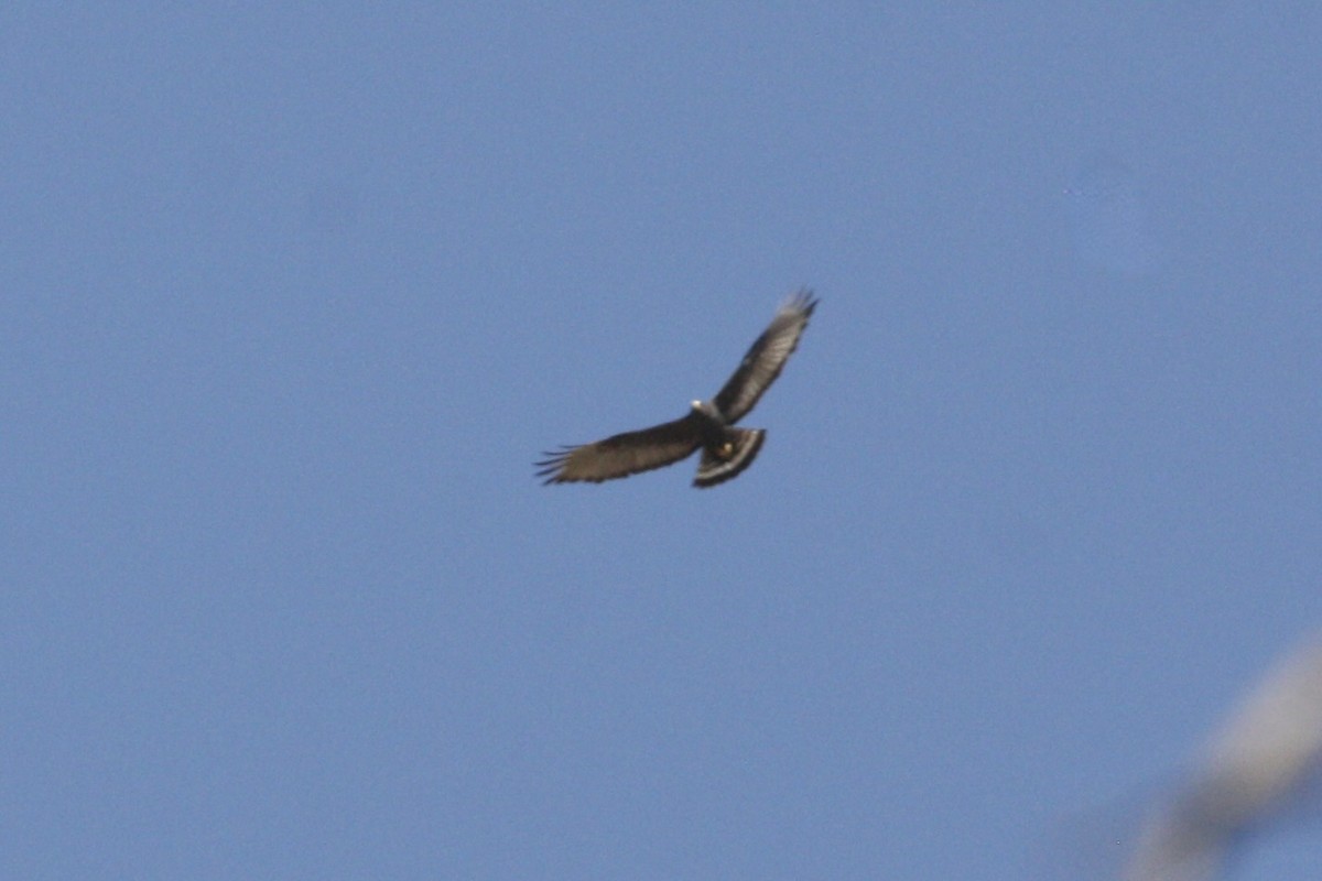Zone-tailed Hawk - ML597948131