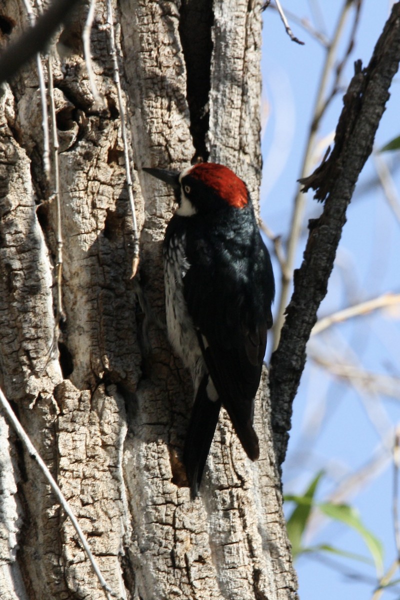 Acorn Woodpecker - ML597948431