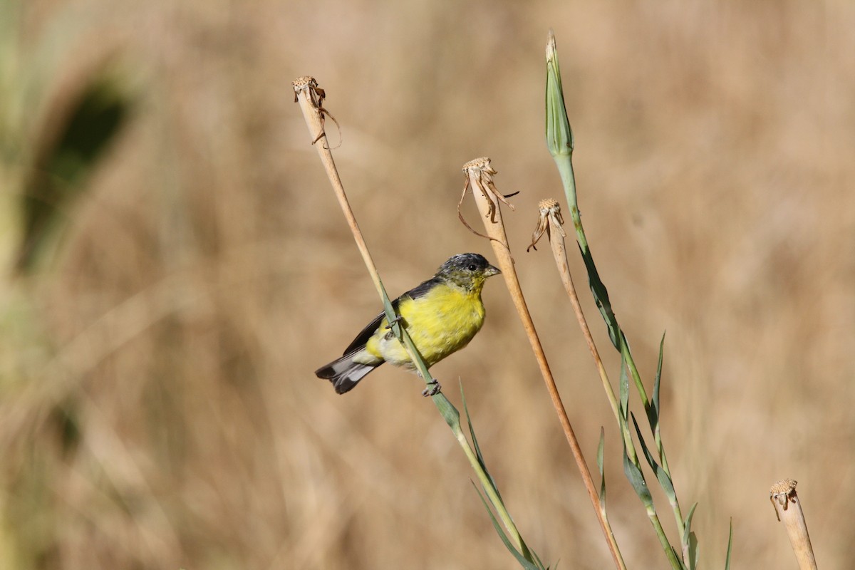 Lesser Goldfinch - ML597949181