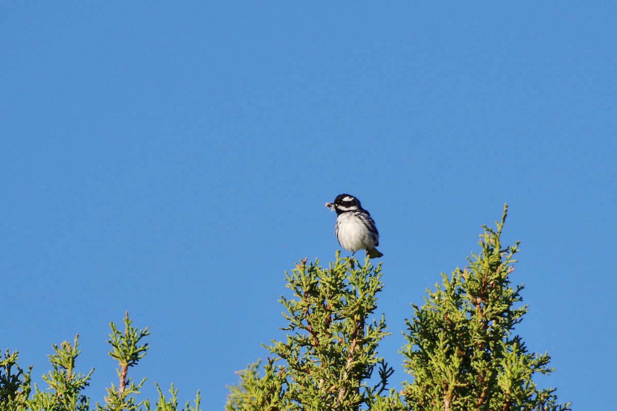 Black-throated Gray Warbler - ML597950021