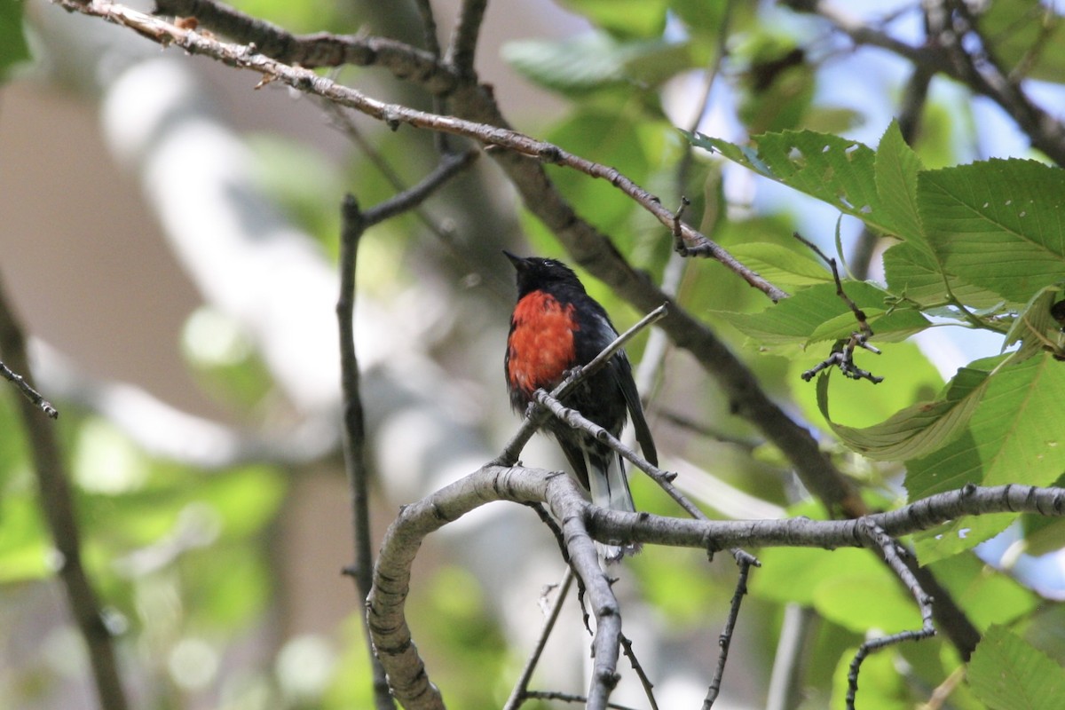 Painted Redstart - ML597950051