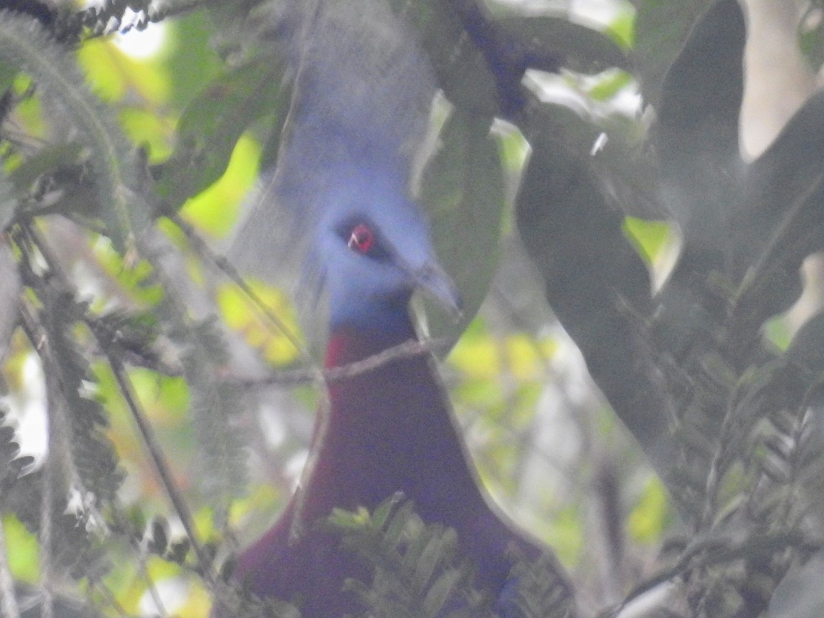 Sclater's Crowned-Pigeon - ML597951291