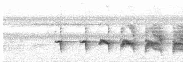 Мурав’янка-прудкокрил перуанська - ML597952681