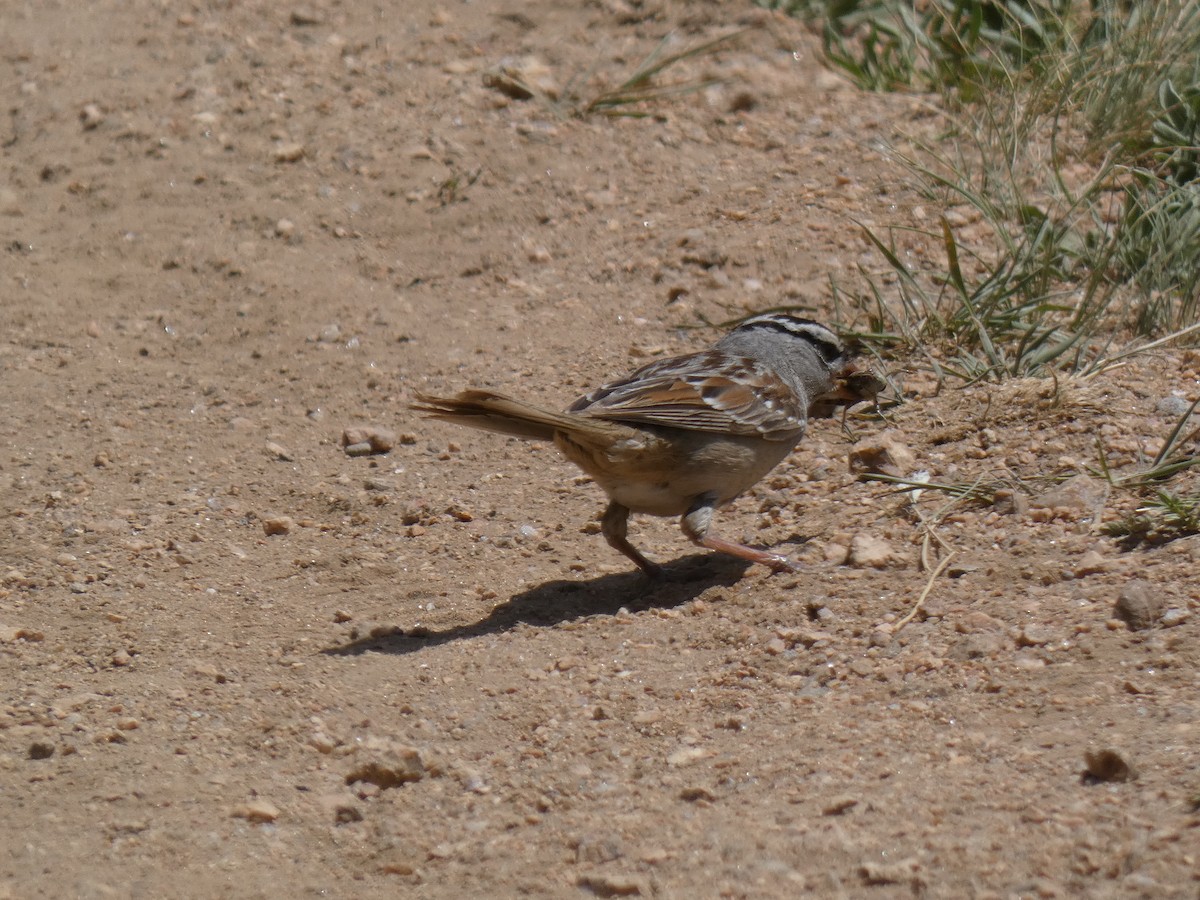 White-crowned Sparrow - ML597952891