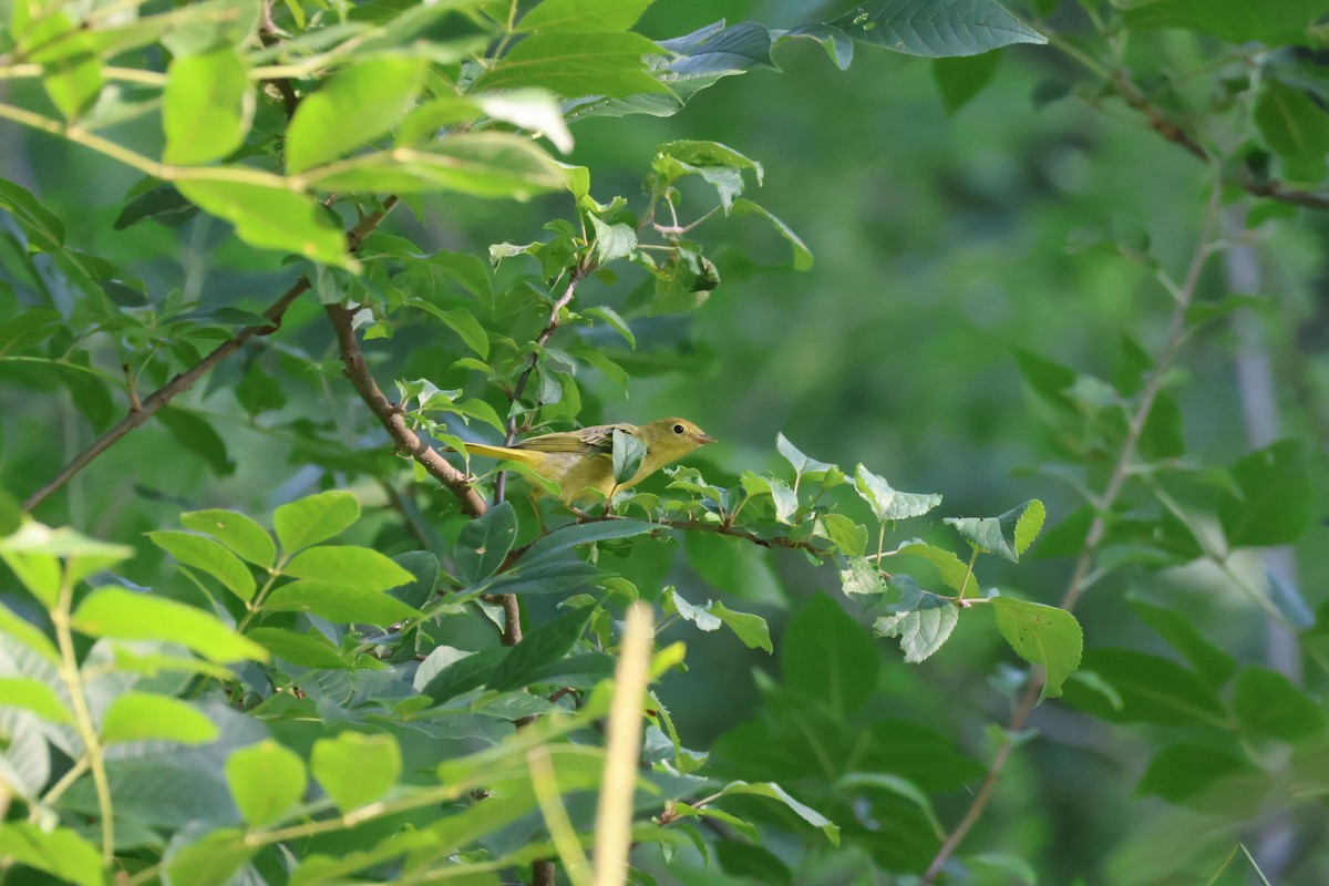 Yellow Warbler - aaron lehr