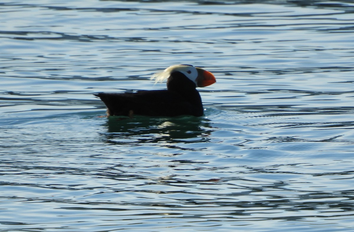 Tufted Puffin - ML597955891