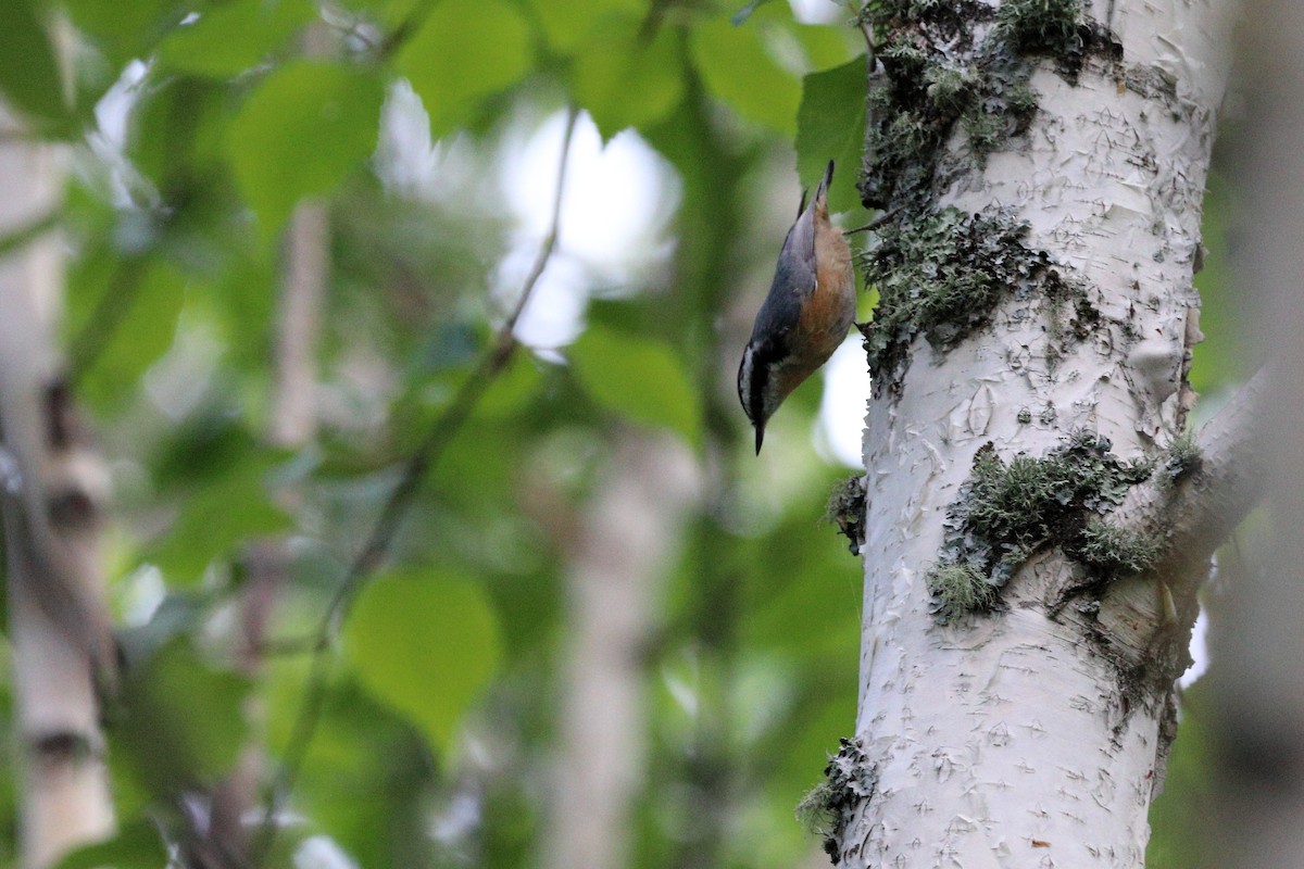 Red-breasted Nuthatch - ML597956551