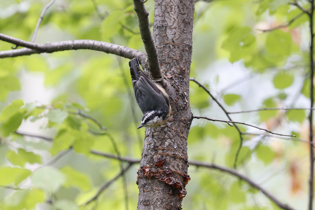 Red-breasted Nuthatch - ML597956661