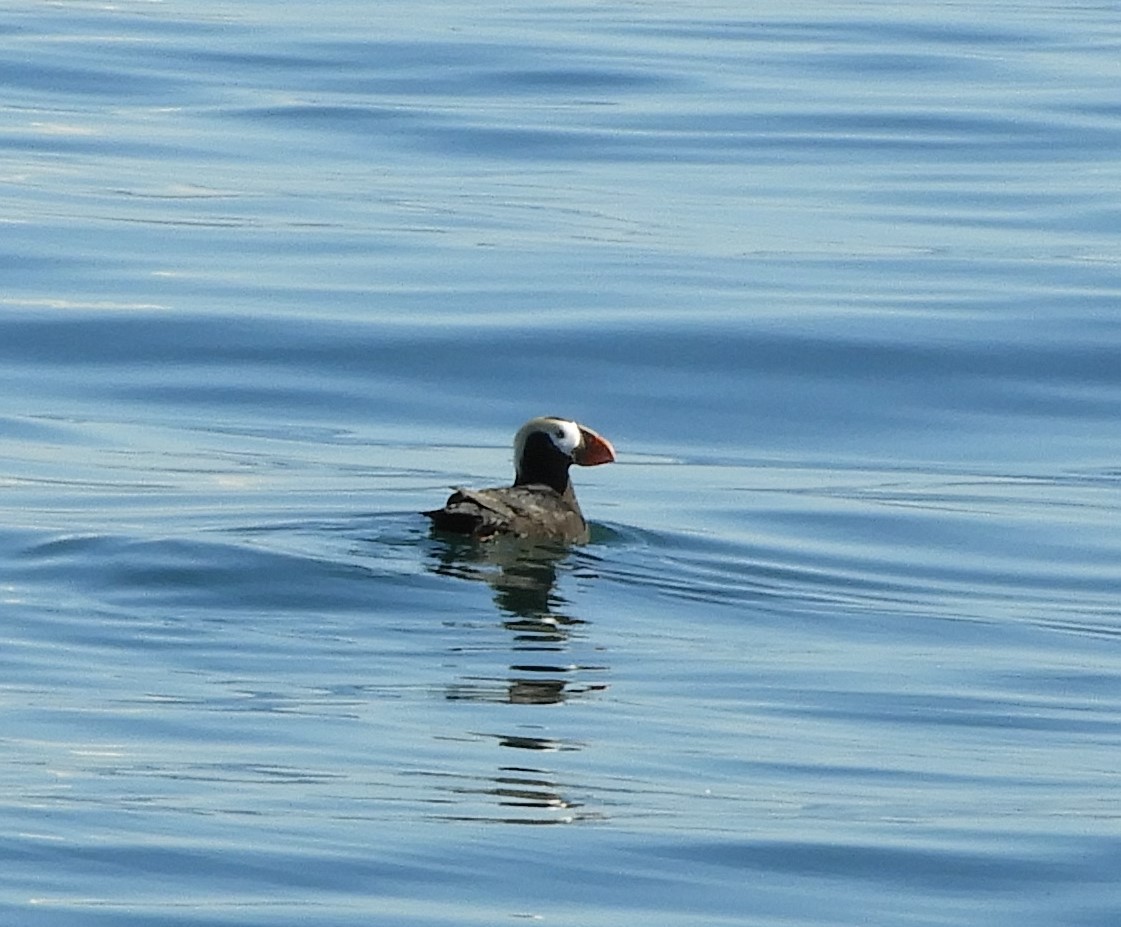 Tufted Puffin - ML597957551