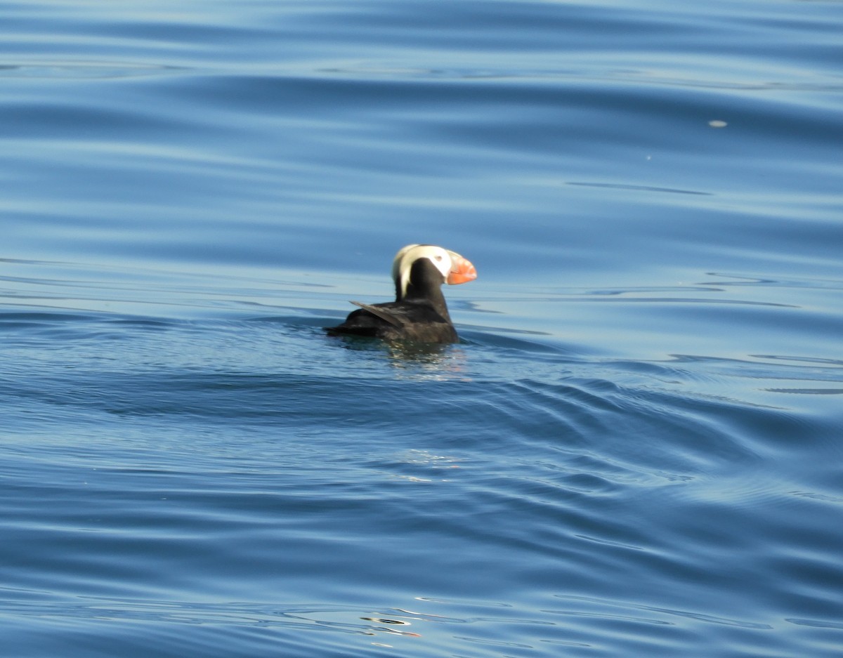 Tufted Puffin - ML597957561