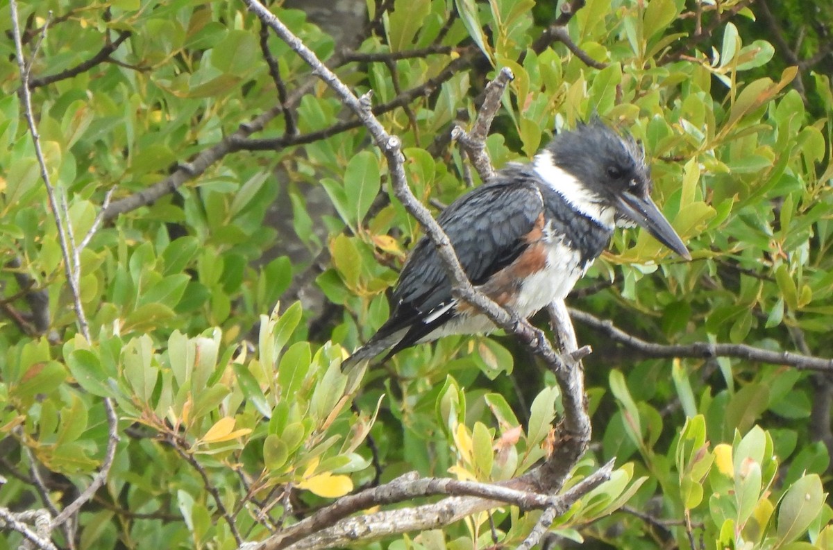 Belted Kingfisher - ML597957701