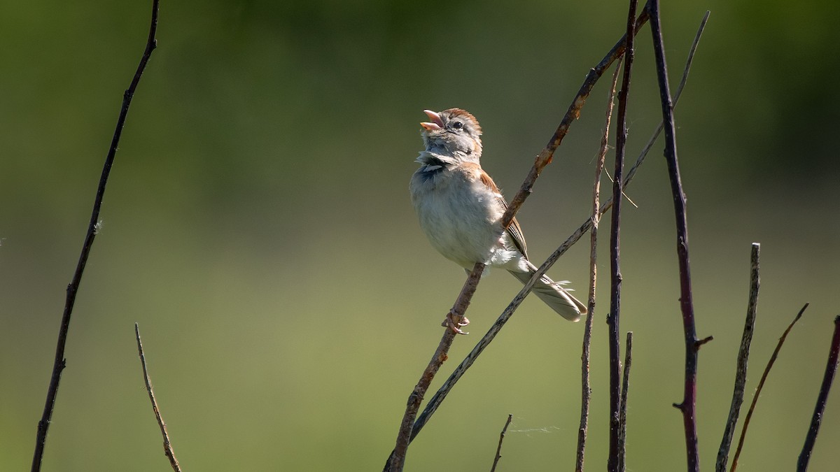 Field Sparrow - Charlie Shields