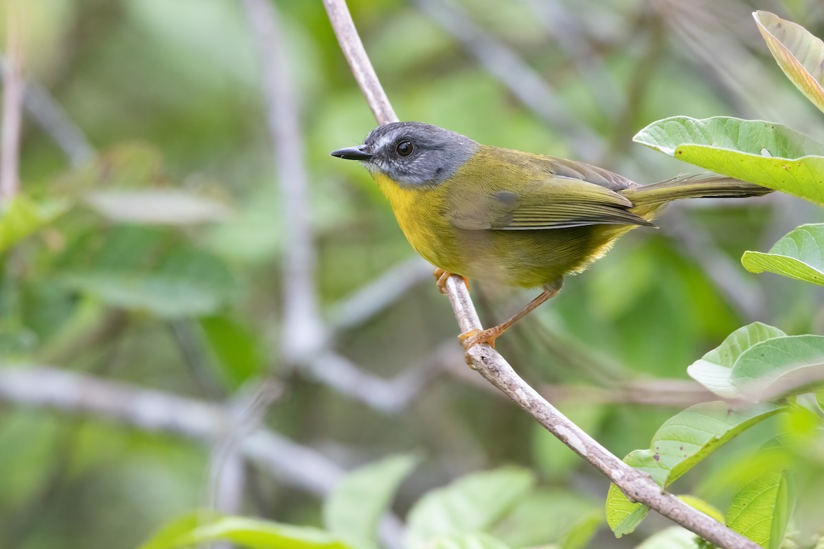 Gray-headed Warbler - Jhonathan Miranda - Wandering Venezuela Birding Expeditions