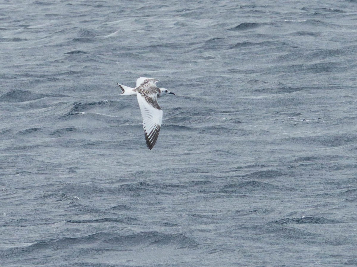 Swallow-tailed Gull - ML597964461