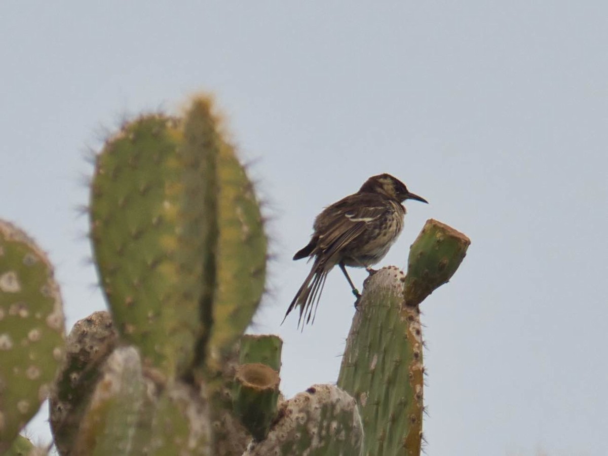 Floreana Mockingbird - Eric Carpenter