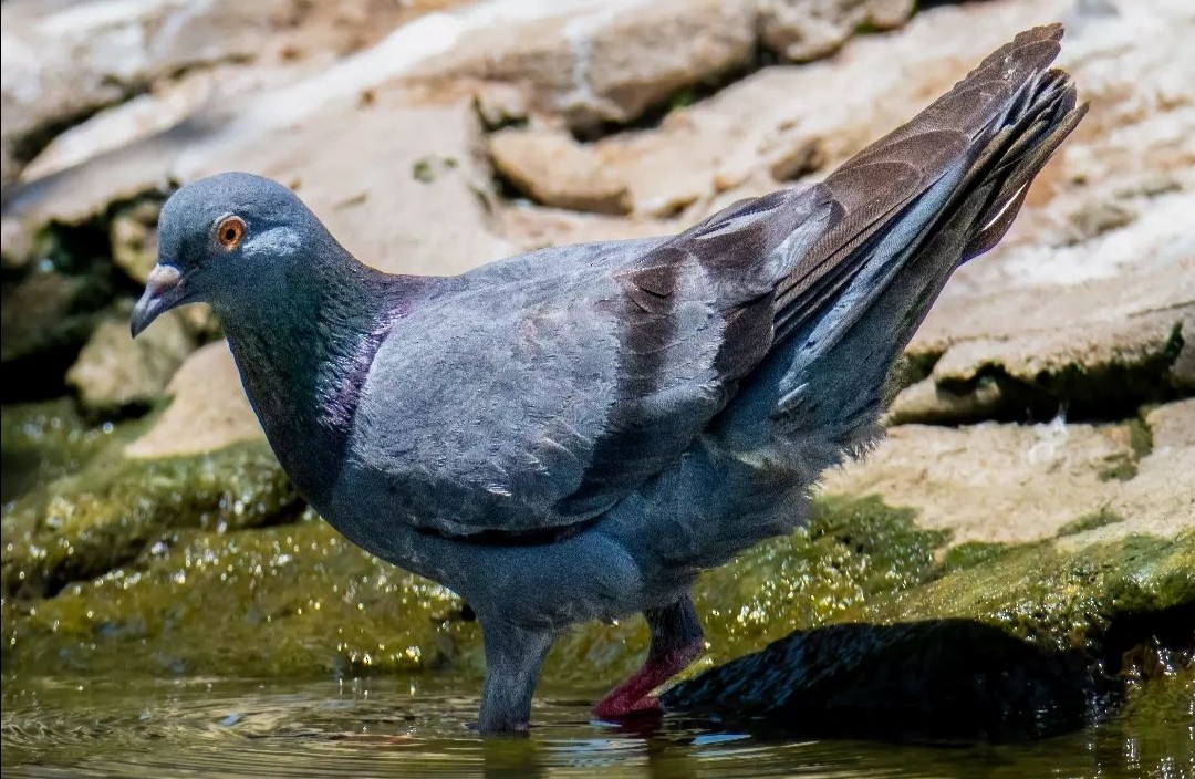 Rock Pigeon (Feral Pigeon) - ML597966151